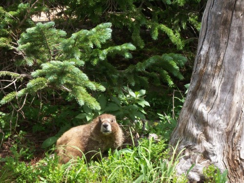 Marmot