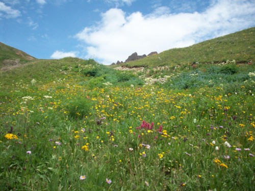 Wild-flowers