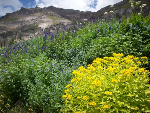 Wild-flowers